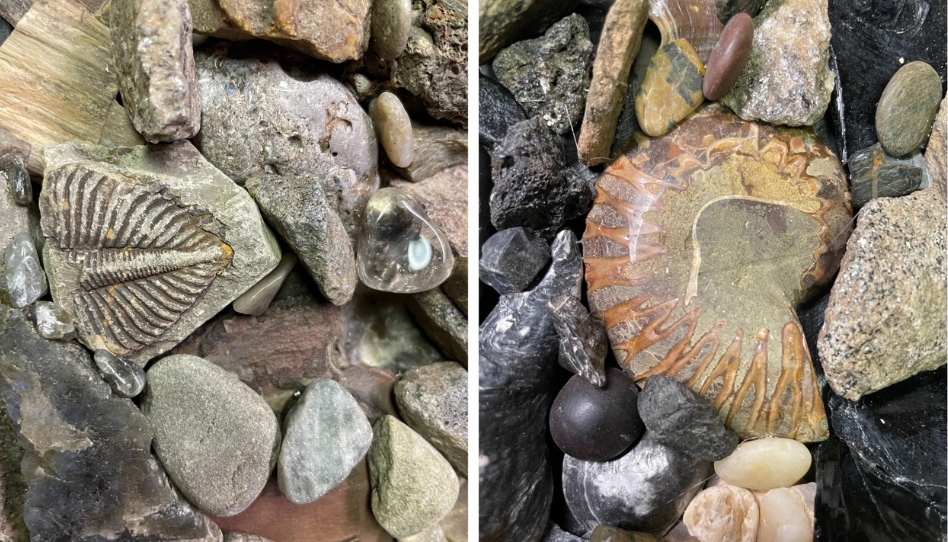 rochas e fósseis com detalhes em sua parte interior